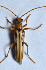 Ortholeptura valida