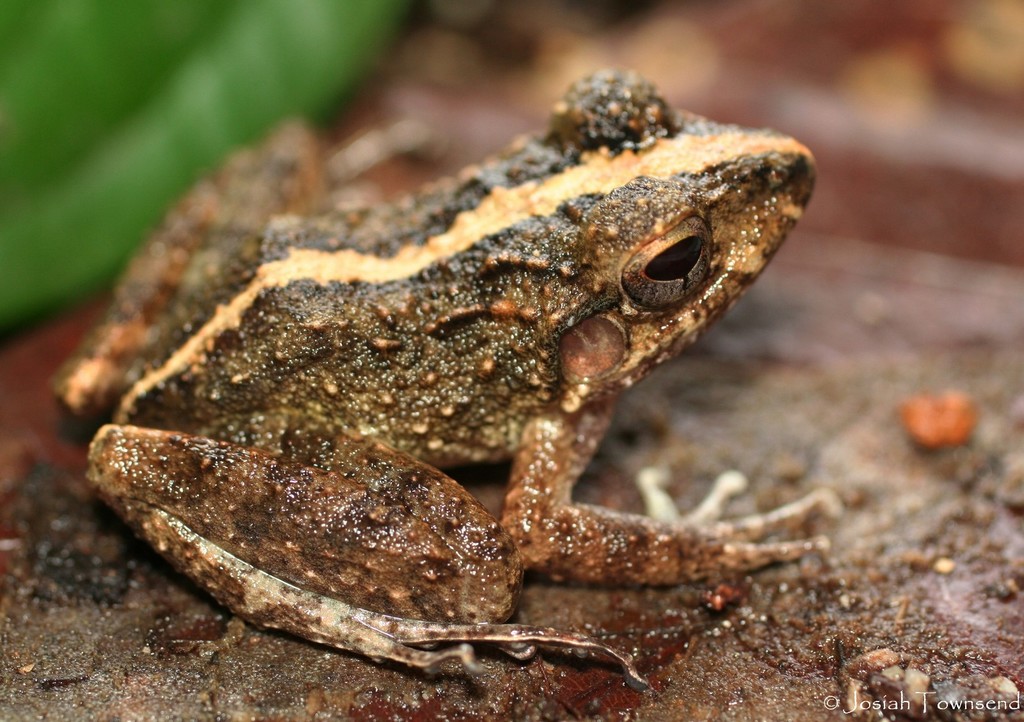 Nombre de Dios Streamside Frog