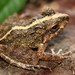 Nombre de Dios Streamside Frog - Photo (c) Josiah Townsend, some rights reserved (CC BY-NC-ND), uploaded by Josiah Townsend