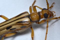 Ortholeptura valida
