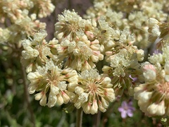 Eriogonum heracleoides