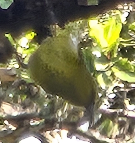 Chlorodrepanis stejnegeri observed 2024-12-15