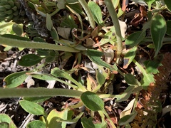 Eriogonum heracleoides