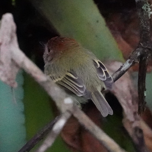 Scale-crested Pygmy Tyrant (Lophotriccus pileatus), photo 10