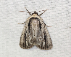 Sympistis badistriga