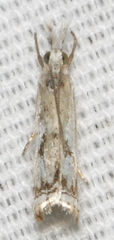 Microcrambus kimballi