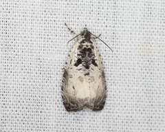 Olethreutes malana