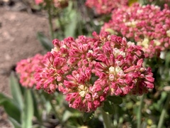 Eriogonum heracleoides