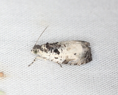 Olethreutes malana