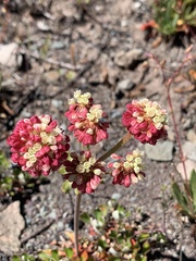Eriogonum heracleoides