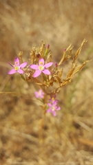 Zeltnera muehlenbergii