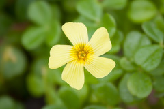 Oxalis megalorrhiza