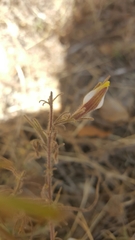 Cordylanthus pilosus