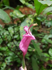 Ruellia inflata