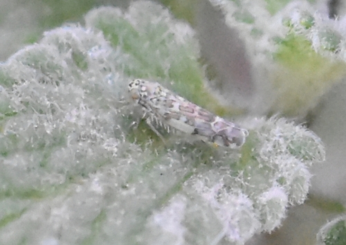 Ligurian Leafhopper, Groesbeek, Nederland, photo 5 of 10