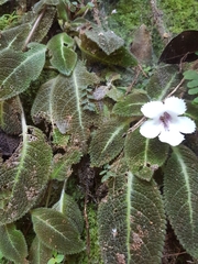 Episcia fimbriata