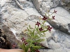 Mirko Ubović, CC0, iNaturalist via GBIF Thliphthisa purpurea, photograph Mirko Ubović, CC0, iNaturalist via GBIF
