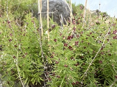 Mirko Ubović, CC0, iNaturalist via GBIF Thliphthisa purpurea, photograph Mirko Ubović, CC0, iNaturalist via GBIF