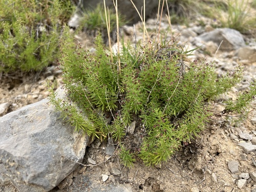 Thliphthisa purpurea, photograph 5