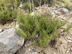 Mirko Ubović, CC0, iNaturalist via GBIF Thliphthisa purpurea, photograph Mirko Ubović, CC0, iNaturalist via GBIF