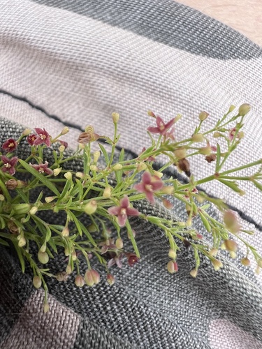 Thliphthisa purpurea, photograph 6