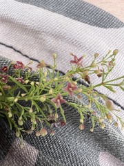 Thliphthisa purpurea, photograph Mirko Ubović, CC0, iNaturalist via GBIF