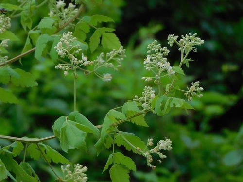 Serjania confertiflora