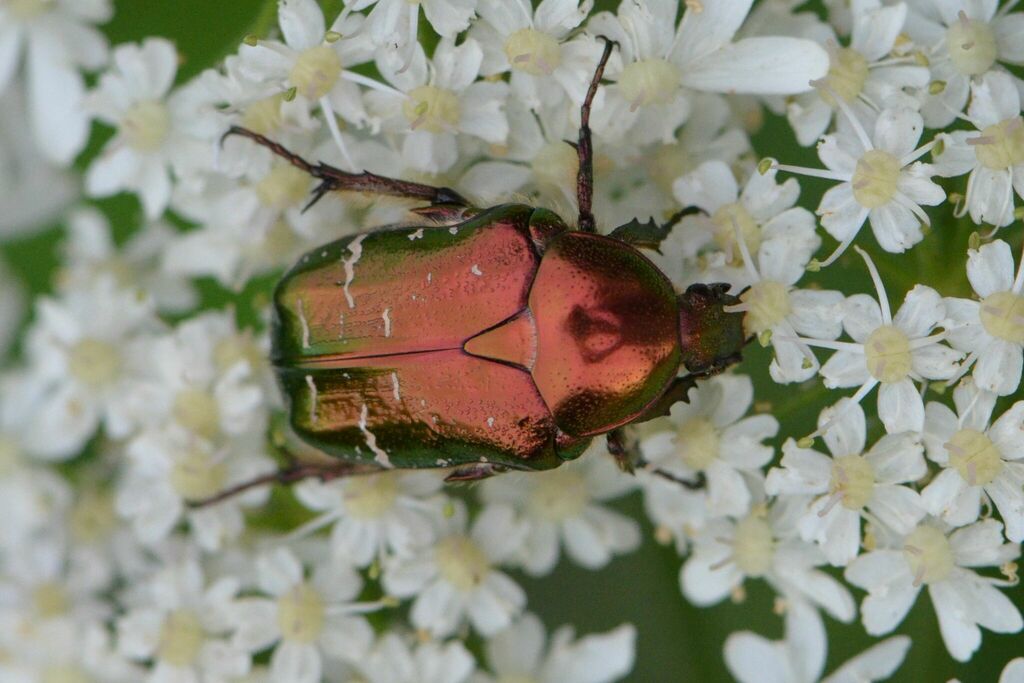 European Rose Chafer