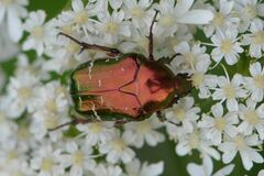 European Rose Chafer
