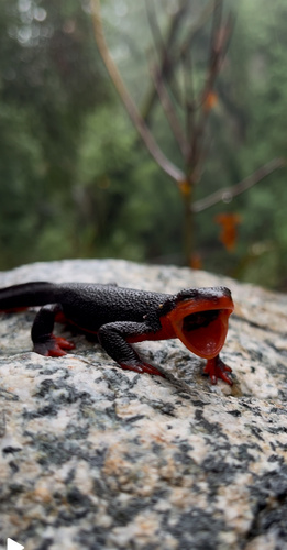 Red-bellied Newt, Taricha rivularis