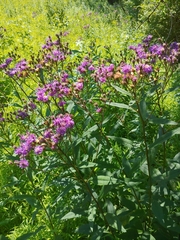 Vernonia glauca