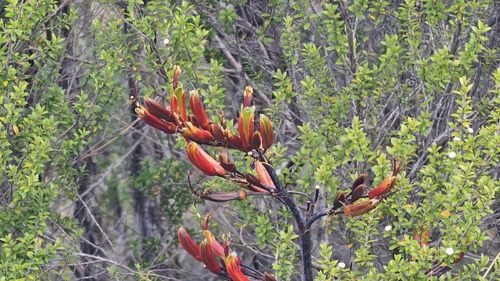 Phormium colensoi