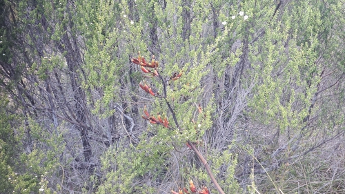 Phormium colensoi