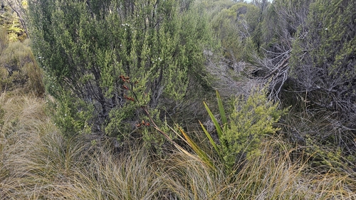 Phormium colensoi