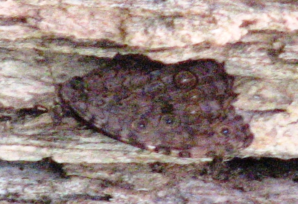 White-spotted Satyr