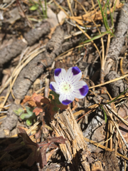 Nemophila maculata