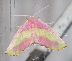 Drepanogynis olivescens