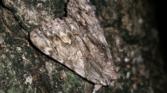 Catocala coccinata