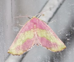 Drepanogynis olivescens