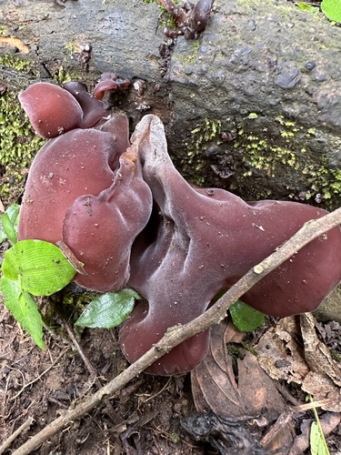Auricularia fuscosuccinea