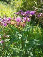 Vernonia glauca