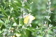 Belenois thysa thysa