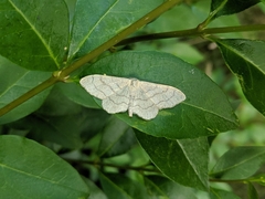Idaea aversata
