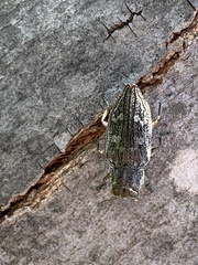 Chrysobothris femorata