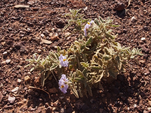 Solanum eburneum