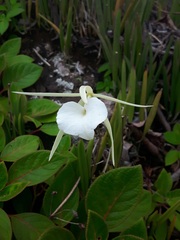 Brassavola nodosa
