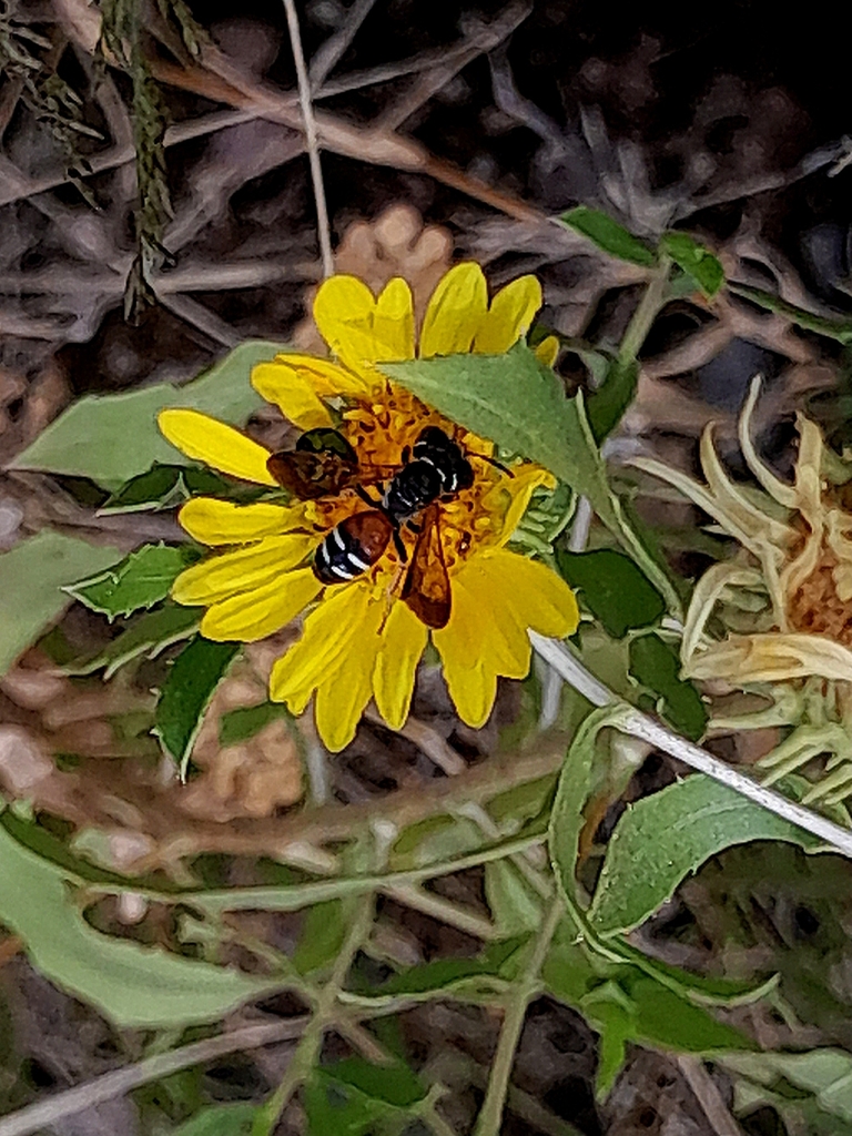 Psaenythia philanthoides