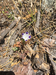 Nemophila maculata