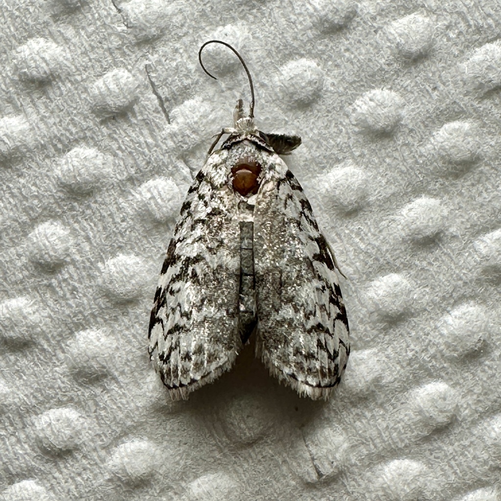 Nycteola aroa