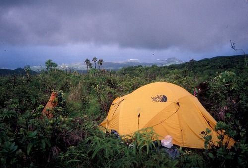 Pritchardia arecina observed 2004-09-03